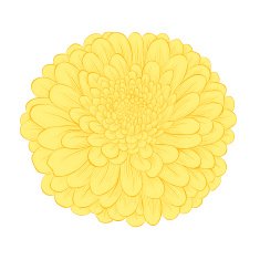 beautiful yellow flower isolated on white background