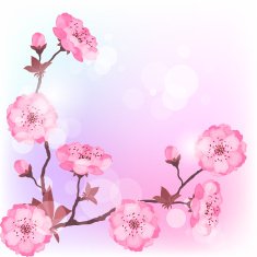 Spring cherry flowers natural background