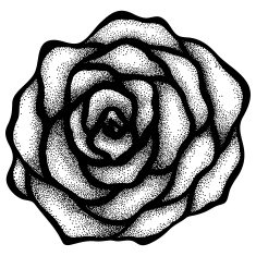 abstract rose hand drawing in a graphic style
