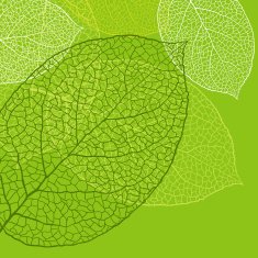 Fresh green leaves background N3