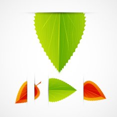 Vector Leaves N3