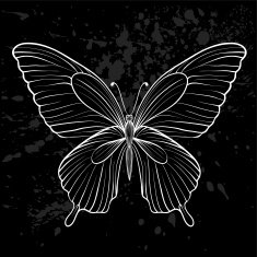 graphic black and white butterfly