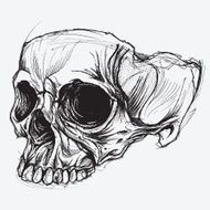Skull drawing N5