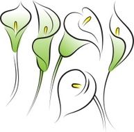 Calla Lilies N2