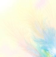 Abstract feathers N6