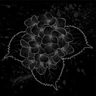 beautiful monochrome black and white flower hydrangea isolated