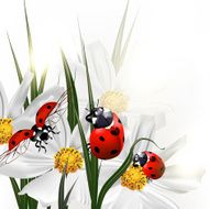 Background with vector scenery cosmos flowers and red ladybirds