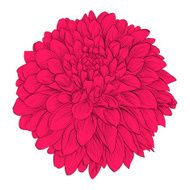 Beautiful flower Dahlia isolated on white background