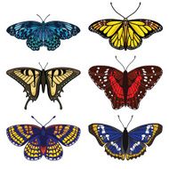 colorful butterfly set