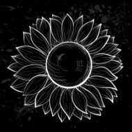 beautiful black and white sunflower isolated