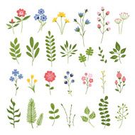Floral Hand Drawn Vector Set Flowers and Leaves Collection