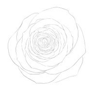 black and white rose isolated on background N2
