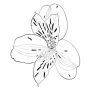 beautiful monochrome black and white Alstroemeria flower isolated