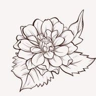 Dahlia flower hand drawin vector flower