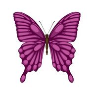 Butterfly Isolated On White N2