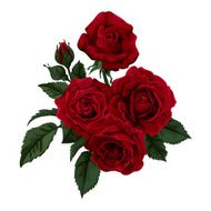 Bouquet of vintage red roses