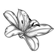 beautiful lily in the style of black and white engraving