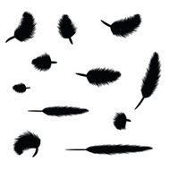 Feathers N13