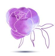 Peony flower N7