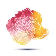 Peony flower N8