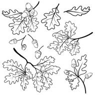 Oak branches with acorns outline