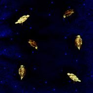 gold birds