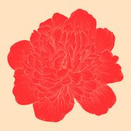 beautiful peony flower in vintage colors isolated on background N4