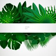 Tropical leaves Floral design background N3