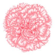Beautiful pink carnation isolated on white background