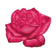 red rose isolated on white
