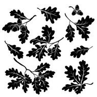 Oak branches with acorns silhouettes