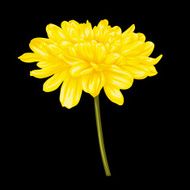 beautiful yellow dahlia isolated on black background