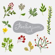 Herbarium set Different plants