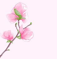 beautiful background with twig blossoming magnolia tree