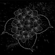 beautiful monochrome black and white flower hydrangea isolated