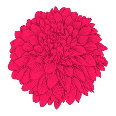 Beautiful flower Dahlia isolated on white background