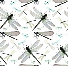 Watercolor dragonflies