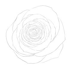 black and white rose isolated on background N2