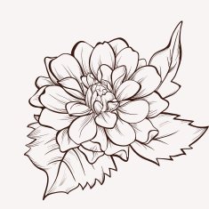 Dahlia flower hand drawin vector flower