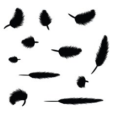 Feathers N13