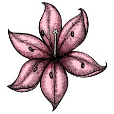 lily painted in a graphic style points and lines