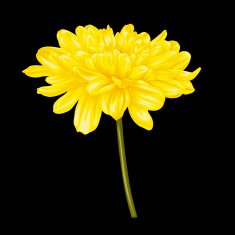 beautiful yellow dahlia isolated on black background