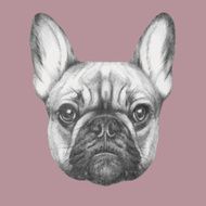 Hand drawn portrait of French Bulldog N2