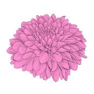 Beautiful flower Dahlia isolated on background