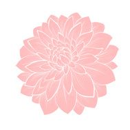 beautiful dahlia flower isolated on white