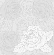 White rose on a gray seamless background