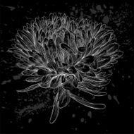 beautiful monochrome black and white aster flower isolated N4