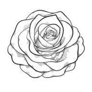 beautiful monochrome black and white rose isolated
