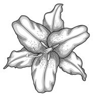 beautiful lily in the style of black and white engraving N2