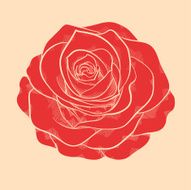 red rose in a hand-drawn graphic style vintage colors